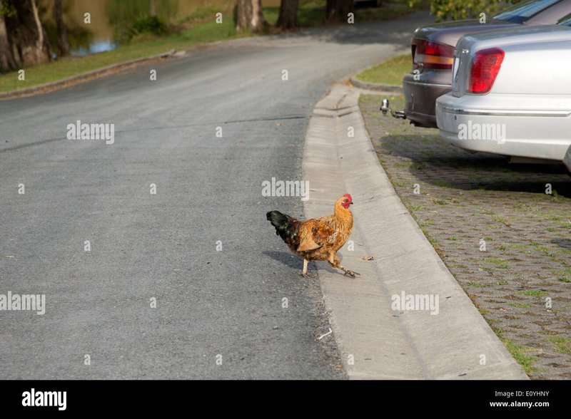 Chicken road españa, juego chicken road Chicken road españa, juego chicken road
